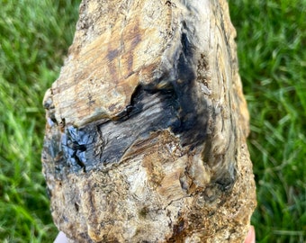 Opalized Agatized Petrified Wood Mineral Display Specimen 6.78 lbs