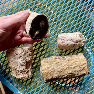 May include: Four petrified wood specimens, two are cut in half and show the interior, one is a full cylinder, and one is a partial cylinder. The specimens are various shades of brown and beige.