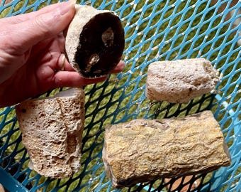 Agatized Limb Casts Petrified Wood set of 4 3.46 lbs
