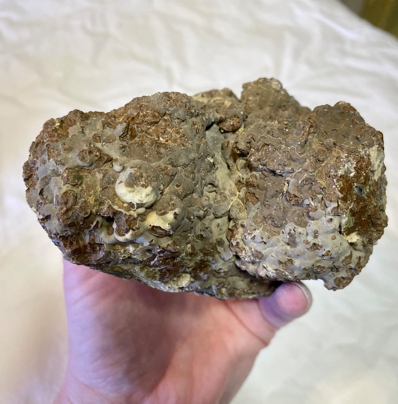 Trio of Whole Uncut Oregon Thunder Eggs Etsy