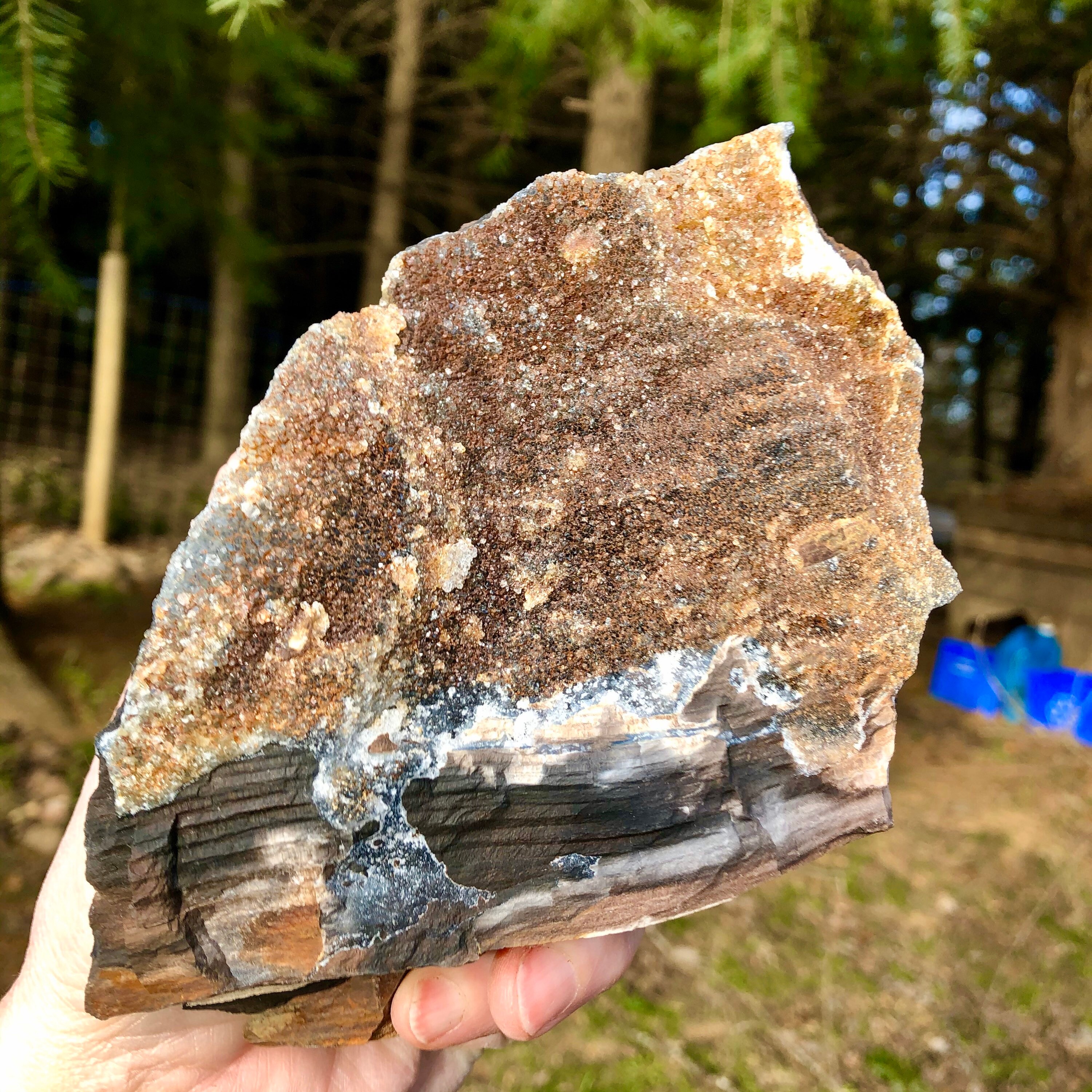 858g Petrified Wood With Druzy Quartz Crystals Mineral Display Specimen