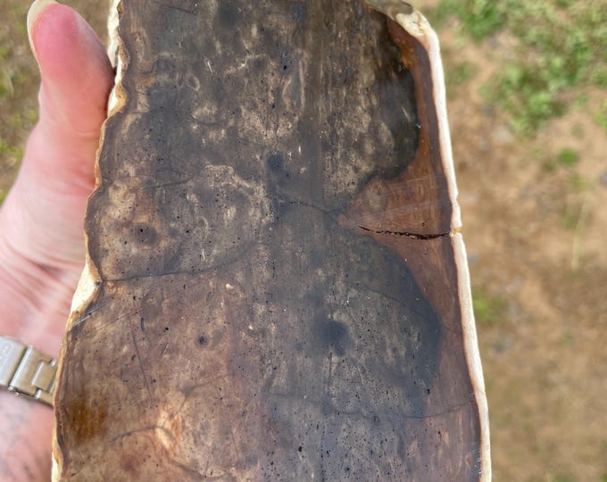 7 lb Biggs Picture Jasper Rough cut Lapidary Mineral Specimen