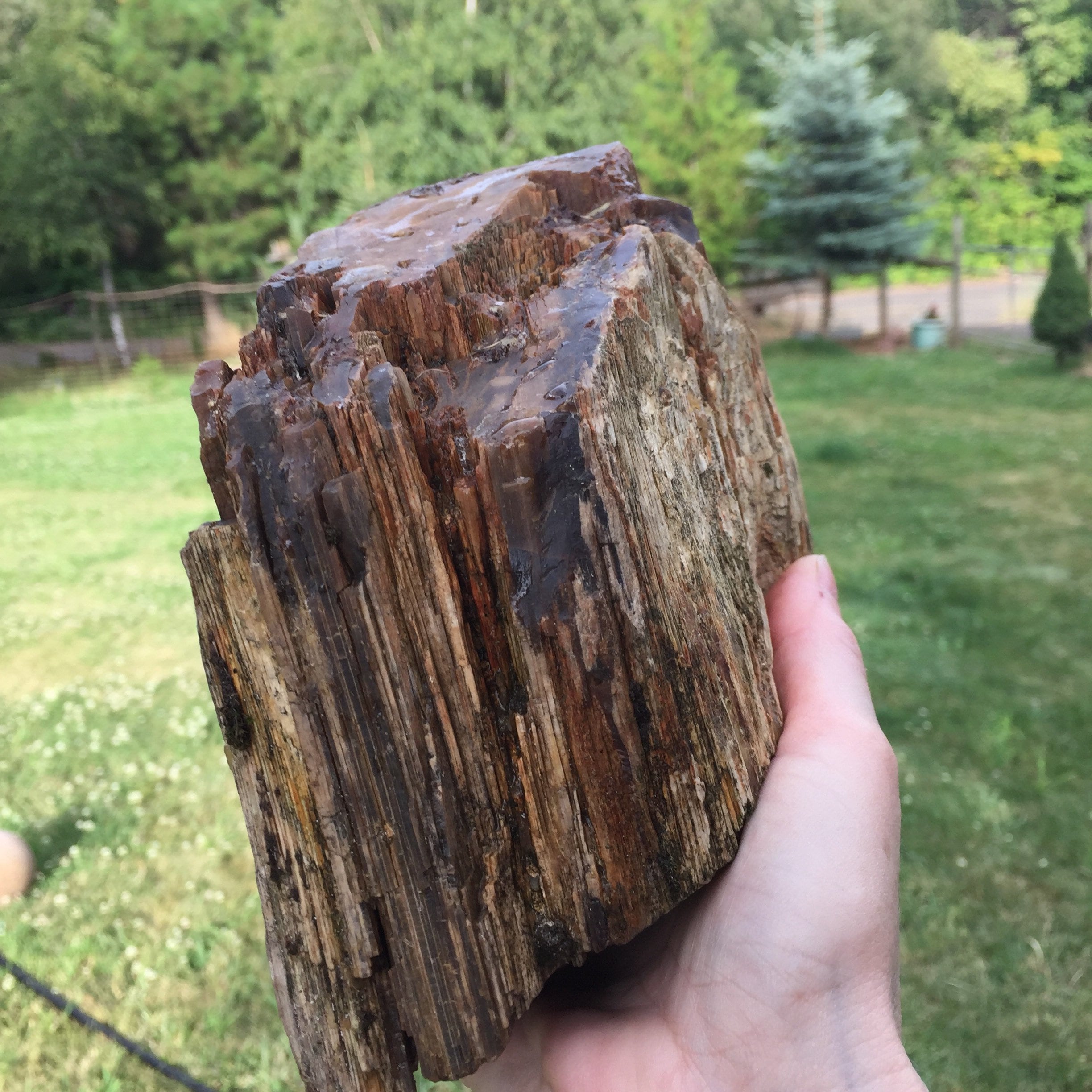 Large Petrified Wood Specimen