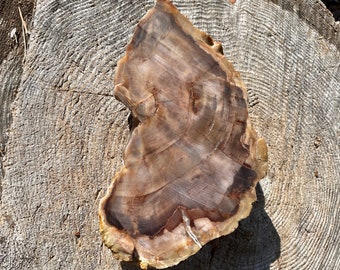 3.45 lb Petrified Agatized Wood Mineral Display Specimen