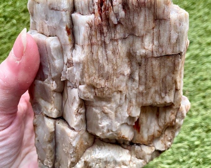 3.25 lbs Agatized Petrified Wood Mineral Display Specimen