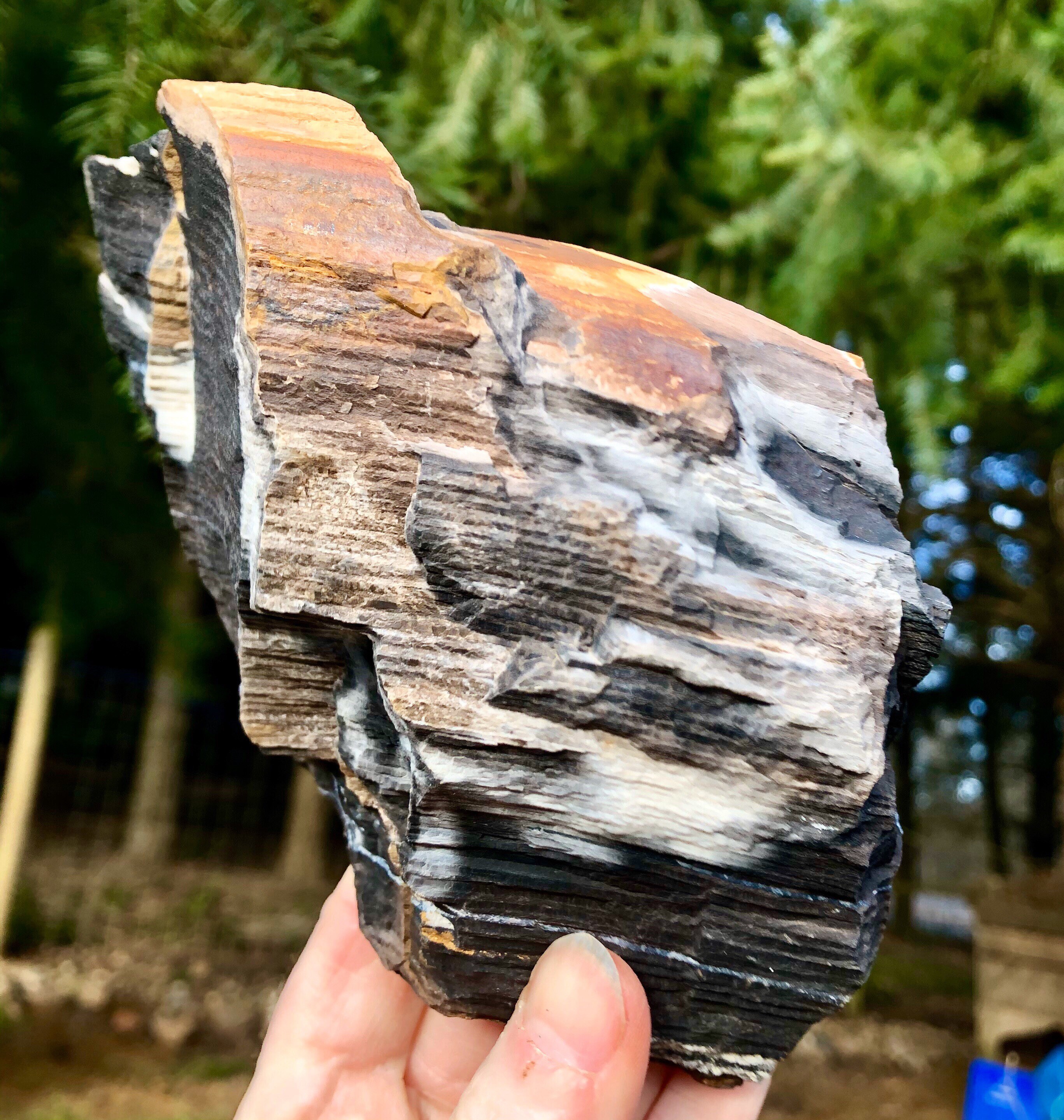 858g Petrified Wood With Druzy Quartz Crystals Mineral Display Specimen