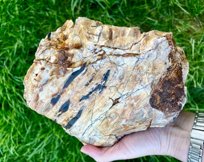 Opalized Agatized Petrified Wood Mineral Display Specimen 6.31 lbs