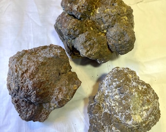 Large whole Thunder Eggs from Oregon