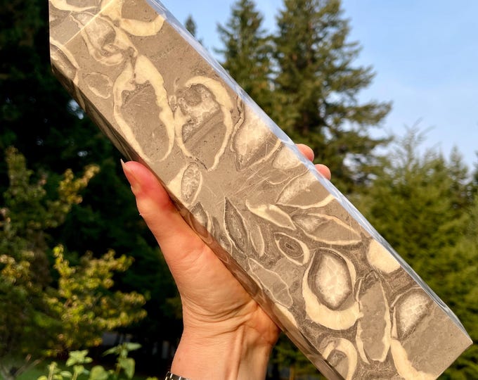 7.65 lbs Fossil Shellstone Jasper aka 1000 Eyes Stone Obelisk Pillar Tower Point Wand Column Generator