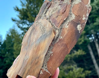 Red Petrified Wood Mineral Display Specimen 1.57 lbs