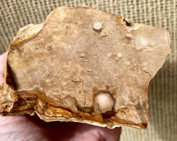 1.63 lb Biggs Picture Jasper Rough cut Lapidary Mineral Specimen