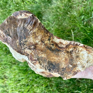 Petrified Wood Mineral Display Specimen 4.5 lbs