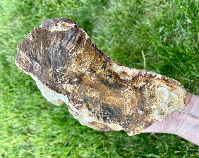 Petrified Wood Mineral Display Specimen 4.5 lbs