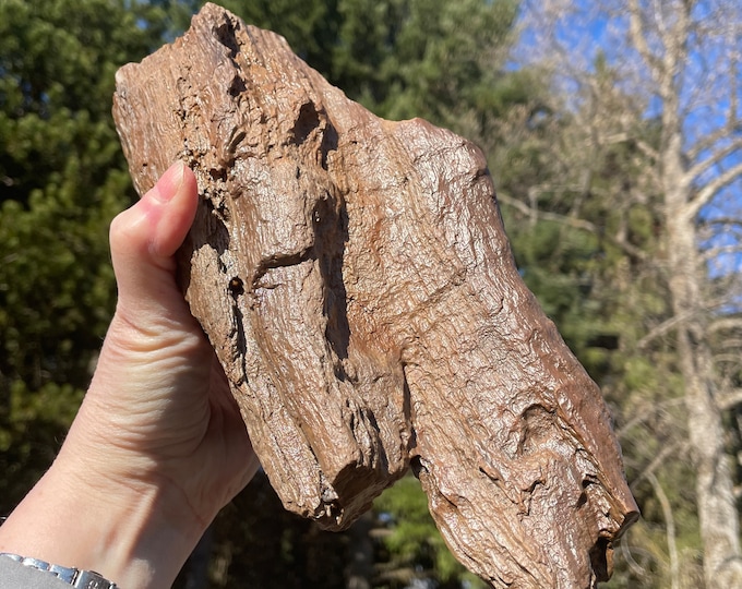 3.73 lb Brown Opalized Petrified Wood Specimen