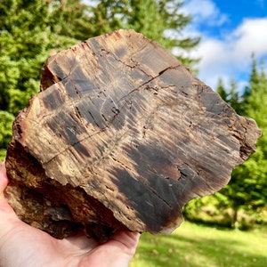 Agatized Petrified Wood Mineral Display Specimen 5.81 lbs