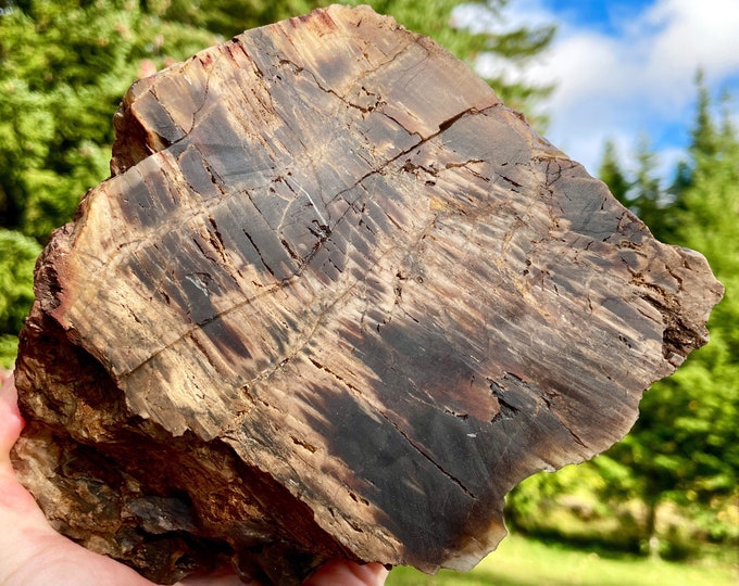 Agatized Petrified Wood Mineral Display Specimen 5.81 lbs