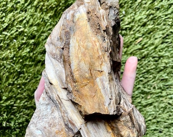 Opalized Agatized Petrified Wood Mineral Display Specimen 2.42 lbs