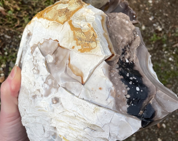 12.06 lb Opalized Petrified Wood Mineral Display Specimen