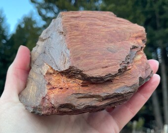Red Petrified Wood Mineral Display Specimen 2 lbs