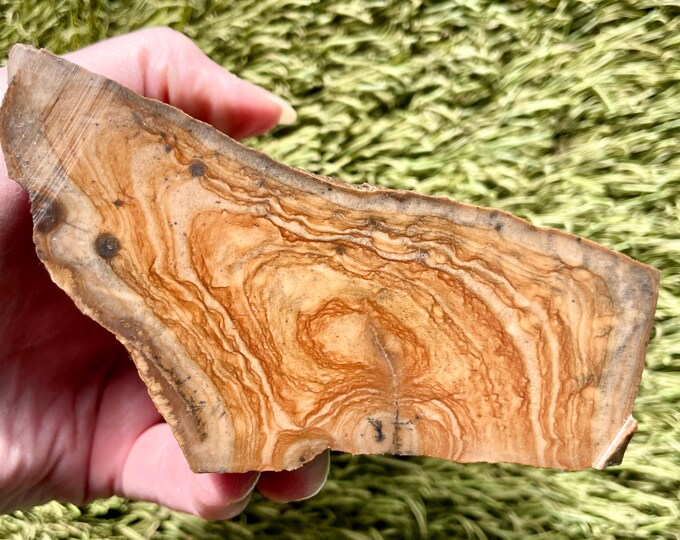 1.17 lb Biggs Picture Jasper Rough cut Lapidary Mineral Specimen