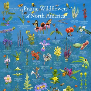 Where's Wildlife Presents Prairie Wildflowers of North America - Póster de identificación de plantas y flores, imágenes divertidas y educativas de la naturaleza