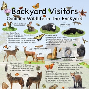 Afiche de animales de la naturaleza para niños educativos para visitantes del patio trasero que proporciona una identificación con foto y datos divertidos sobre la vida silvestre común que se encuentra justo en su patio trasero