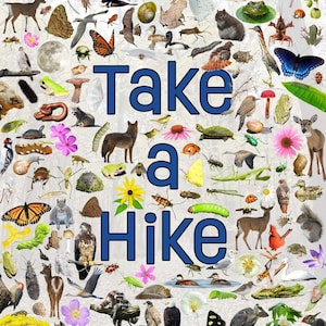 Where's Wildlife "Take a Hike" Nature Poster / Random Wildlife Collage. Ideal para niños Dormitorio, campings, centro de la naturaleza, parques, etc