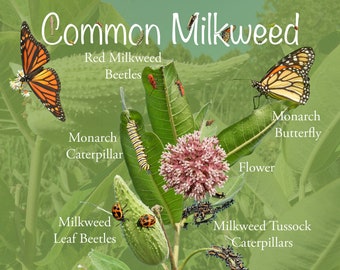 Póster de algodoncillo común con imágenes divertidas y educativas. Identificación de insectos, mariposa monarca y partes de la planta. Póster de naturaleza de la pradera.