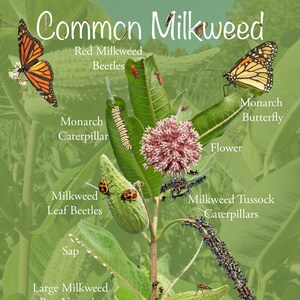 Common Milkweed Poster with Fun & Educational Pictures. Insect Identification, Monarch Butterfly, and Plant Parts. Prairie Nature Poster