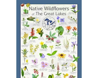May include: A colorful chart featuring illustrations of native wildflowers found in the Great Lakes region. The chart includes the common name, scientific name, and bloom time for each flower. The chart is titled "Native Wildflowers of The Great Lakes".