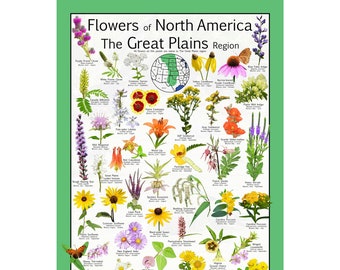 Puede incluir: Un póster ilustrado colorido que presenta flores de la región de las Grandes Llanuras de América del Norte. El póster incluye los nombres y los meses de floración de cada flor. El póster también incluye un mapa de la región de las Grandes Llanuras.