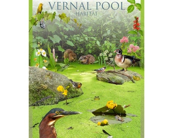 May include: A colourful illustration depicting a vernal pool habitat. The image features a green heron, a wood duck, a turtle, frogs, and various plants. The text "Vernal Pool Habitat" is displayed at the top of the image.