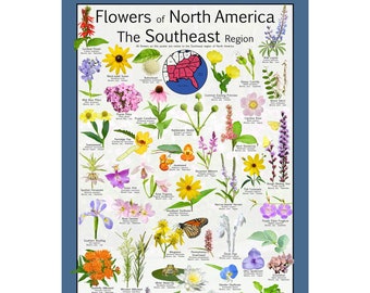 Może przedstawiać: Kolorowy plakat przedstawiający ilustracje kwiatów pochodzących z regionu południowo-wschodniego Ameryki Północnej. Plakat nosi tytuł "Flowers of North America: The Southeast Region".