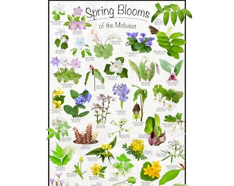 May include: A colorful poster featuring illustrations of 36 different spring wildflowers found in the Midwest. The poster is titled "Spring Blooms of the Midwest" and includes the name of each flower.