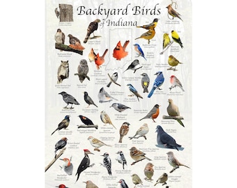 Backyard Birds of Indiana Bird Identification Poster / Bird Field Guide / Bird Watching Nature Poster