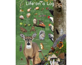 Life on a Log  Kids Nature Poster