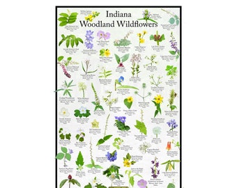 Indiana Woodland Wildflower Field Guide / Flower Identification Poster Print / Provides Picture ID For Common Flowers Found in the Forest