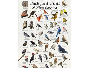 Birds of North Carolina Backyard Birding Identification Picture Print/ Field Guide to Common State Birds ID / Birdwatching / Nature Poster