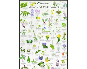 May include: A colorful illustrated guide to Wisconsin Woodland Wildflowers. The poster features images of various wildflowers with their common and scientific names, blooming times, and a "Where's Wildlife" logo.