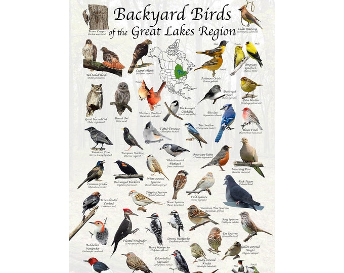 Backyard Birds of the Great Lake Region North America Bird Identification Poster / Bird Field Guide / Bird Watching / Nature Poster