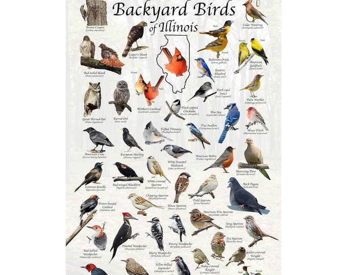 Backyard Birds of Illinois Bird Identification Poster / Bird Field Guide / Bird Watching Nature Poster