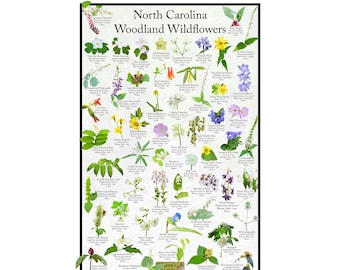 Pode incluir: Um guia ilustrado colorido das flores silvestres das florestas da Carolina do Norte. O pôster apresenta 48 flores silvestres diferentes com seus nomes comuns e científicos, época de floração e status nativo. O pôster é intitulado "Flores silvestres das florestas da Carolina do Norte" e apresenta o logotipo "Here's to Wildlife".