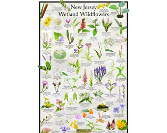 Common Milkweed and Monarchs Clip Art set of 5 PNG (Download Now) - Etsy