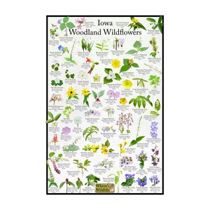 Afiche de la guía de campo de flores silvestres de Iowa Woodland / Afiche de naturaleza de identificación de flor estatal / Proporcionar identificación con imagen para flores comunes en los bosques