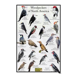 Woodpeckers of North America Bird Identification Nature Poster / United States Woodpecker Bird Field Guide
