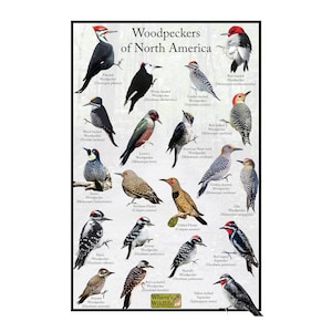 Puede incluir: Una gu&iacute;a ilustrada colorida de los p&aacute;jaros carpinteros de Am&eacute;rica del Norte. La gu&iacute;a presenta 16 especies diferentes de p&aacute;jaros carpinteros, cada uno con su nombre cient&iacute;fico y una ilustraci&oacute;n detallada. La gu&iacute;a se titula "Woodpeckers of North America".