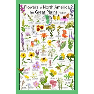 Flores de América del Norte La Región de las Grandes Llanuras - Gráfico científico educativo sobre flores silvestres nativas - Póster de identificación de flores