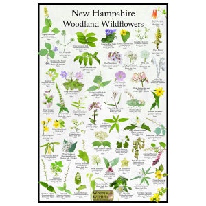 Guía de campo de flores silvestres de New Hampshire Woodland / Impresión de póster de identificación de flores del estado / Proporcionar identificación con imagen para flores comunes en los bosques