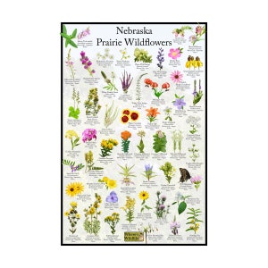 Afiche de flores silvestres de la pradera de Nebraska / Guía estatal de flores que proporciona identificación con fotografía, nombre y estado nativo / Afiche de identificación de flores