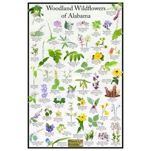 Woodland Wildflowers of Alabama Flower Identification Poster / Forest Flower ID Guide